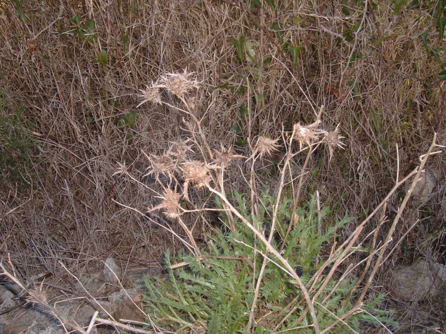 Carlina corymbosa